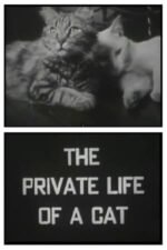 Movie The Private Life of a Cat