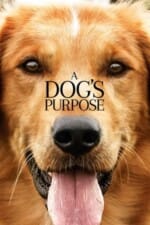 Movie A Dog’s Purpose