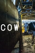Movie Cow