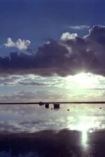 Movie Estuary